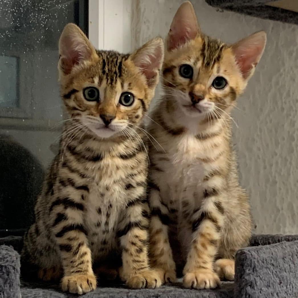Bengal kittens Viber:+63-945-413-6749
