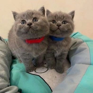 British shorthair kittens Viber:+63-945-413-6749