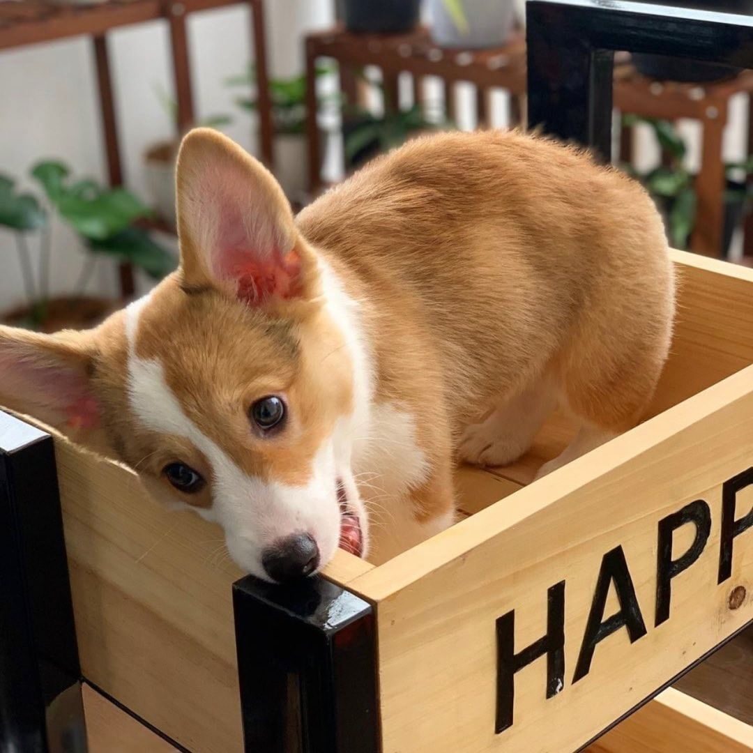 Welsh Corgi Viber:+63-945-413-6749