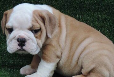 English bulldog Viber:+63-945-413-6749