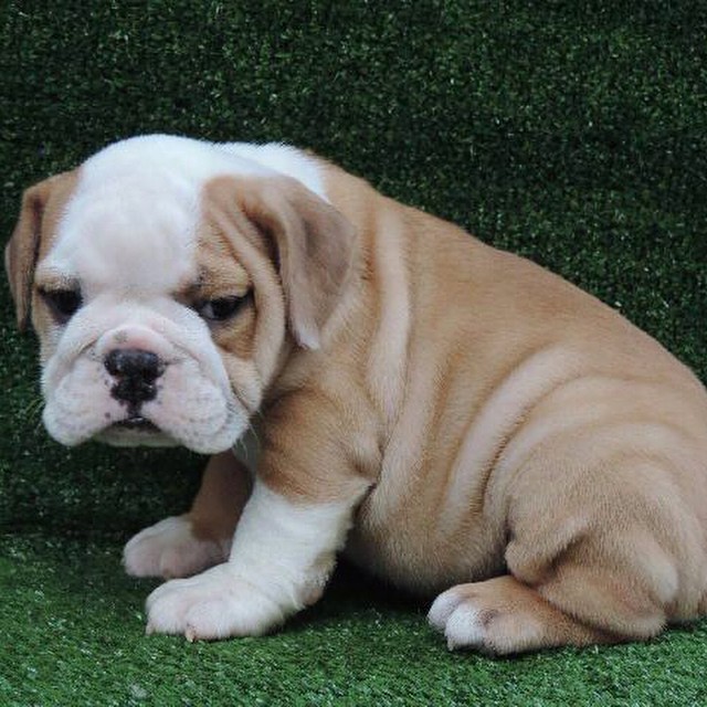English bulldog Viber:+63-945-413-6749