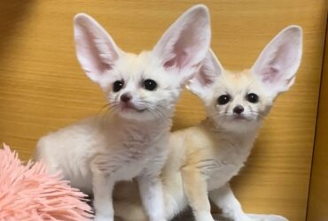 fennec fox Viber:+63-945-413-6749