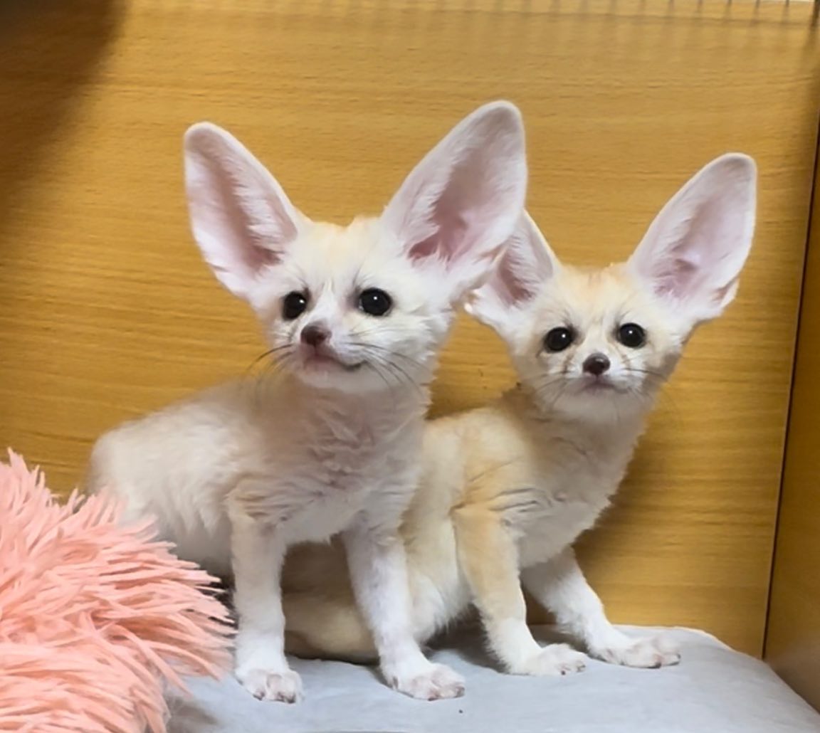 fennec fox Viber:+63-945-413-6749