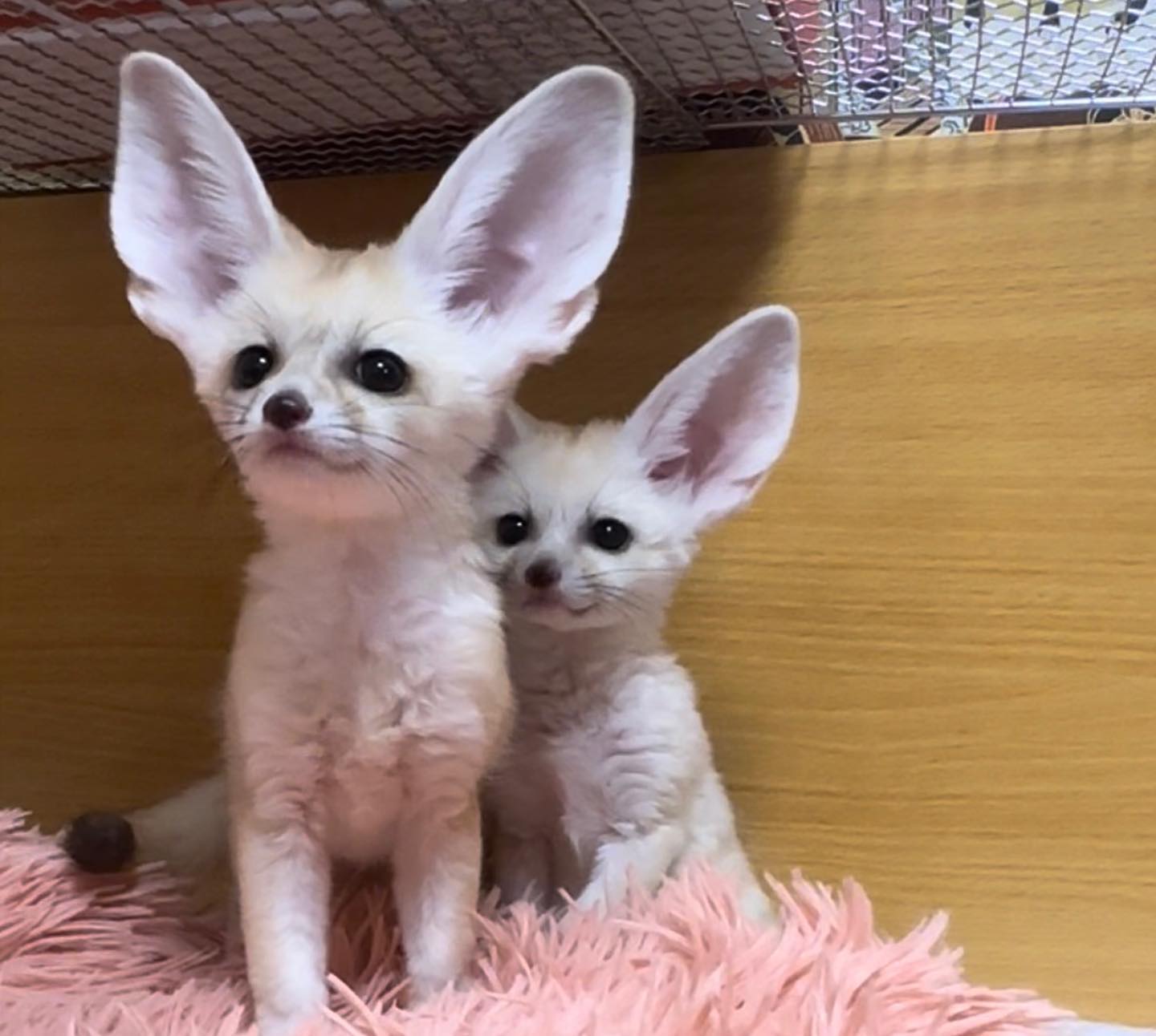 fennec foxx Viber:+63-945-413-6749