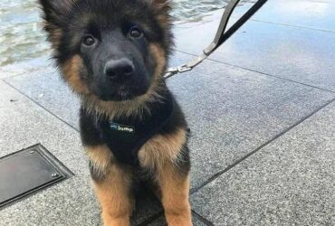 German sherpard pups  Viber:+63-945-413-6749
