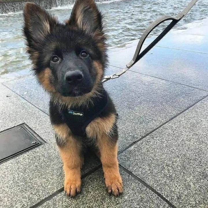 German sherpard pups  Viber:+63-945-413-6749