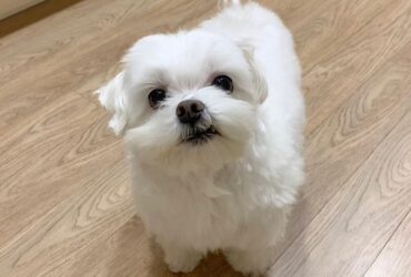 Maltese puppies Viber:+63-945-413-6749