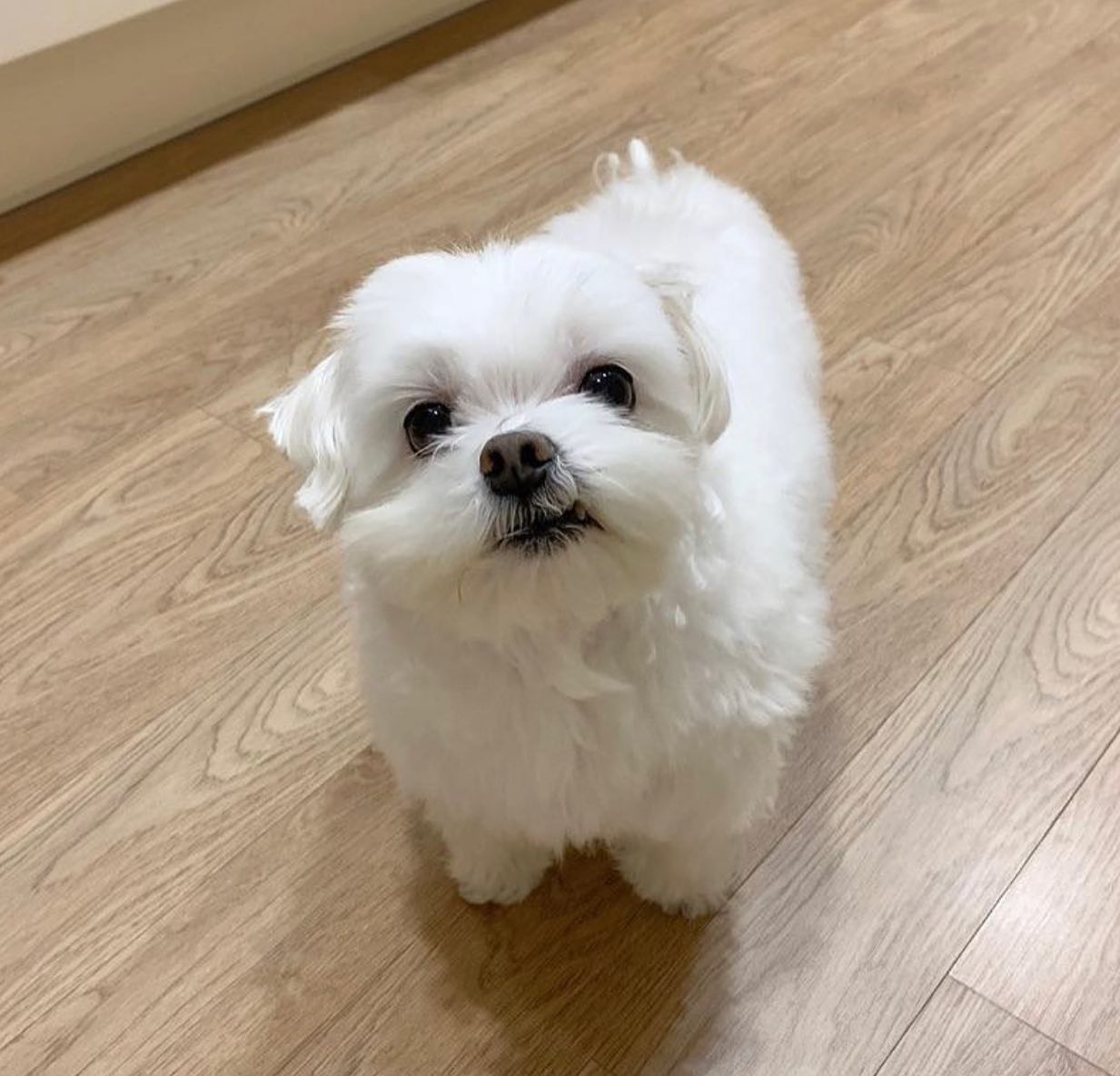 Maltese puppies Viber:+63-945-413-6749