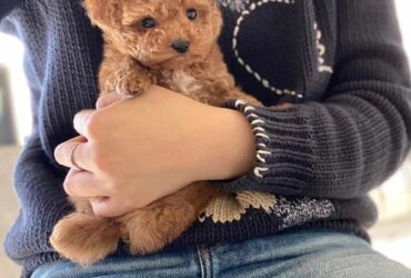 poodle toy pups Viber:+63-945-413-6749