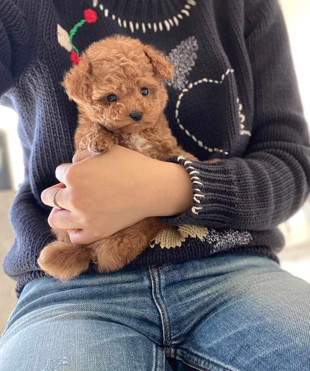poodle toy pups Viber:+63-945-413-6749