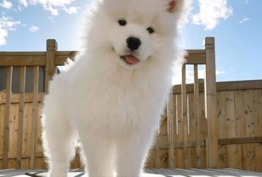 samoyed puppies Viber:+63-945-413-6749