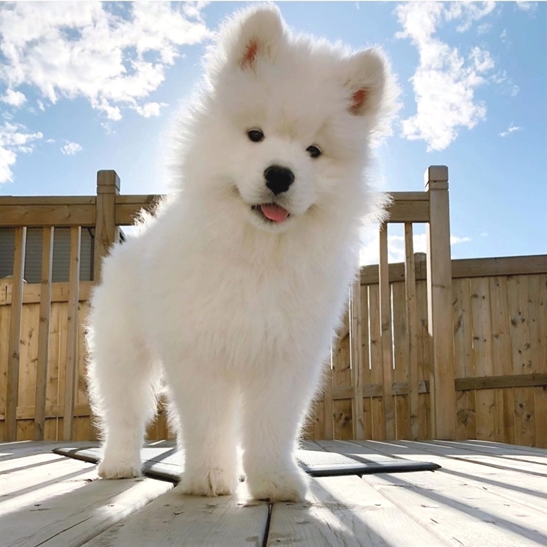 samoyed puppies Viber:+63-945-413-6749