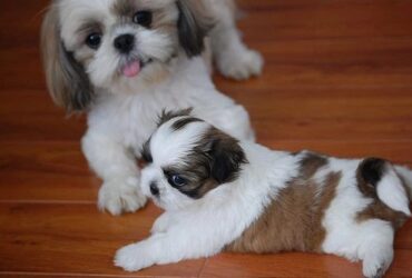 shih tzu puppies Viber:+63-945-413-6749