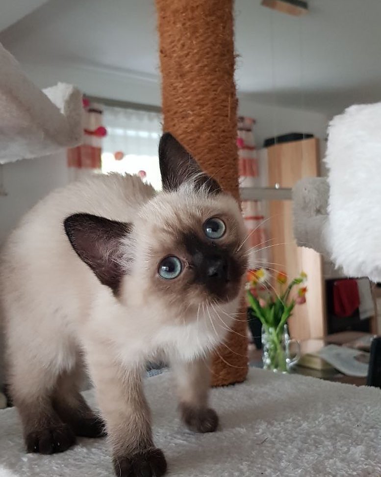munchkin kittens Viber:+63-945-413-6749