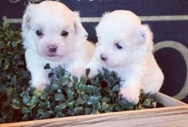 Bichon-Fries puppies Viber:+63-945-413-6749