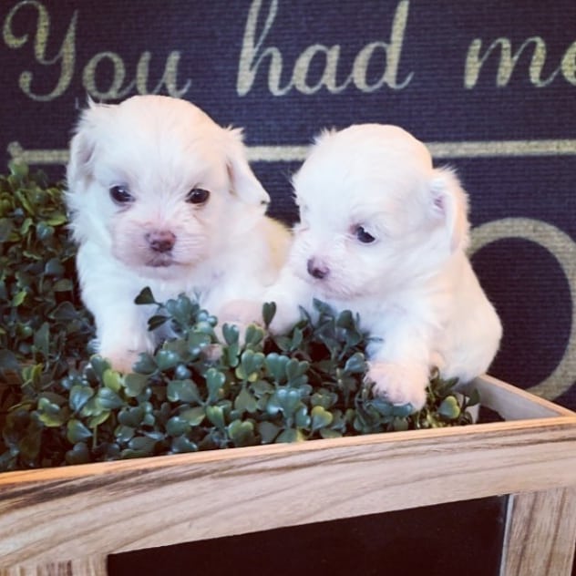 Bichon-Fries puppies Viber:+63-945-413-6749