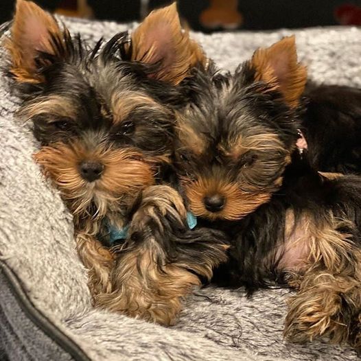 X-MAS YORKIE PUPPIES NOW READY TO GO