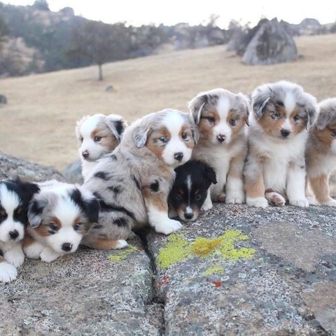 Australian Shepherds Puppies for Sale