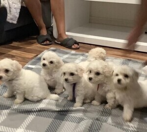 Pure Breed Bichon Frise Puppies for sale.  viber (+63 962 673 4626 )