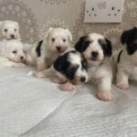 Beautiful Biewer Terrier puppies,