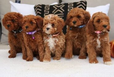 Beautiful Cavapoo puppies,