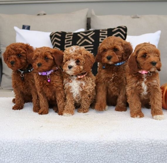 Beautiful Cavapoo puppies,