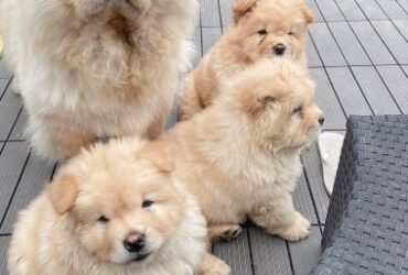 Beautiful Chow Chow Puppies,