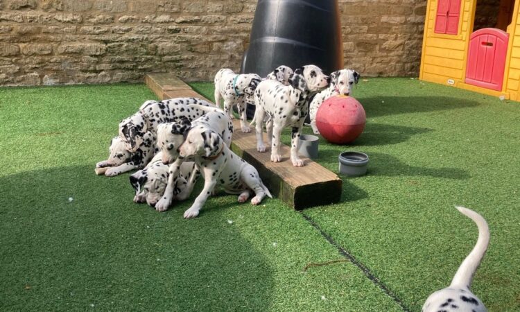 Beautiful Dalmatian Puppies,