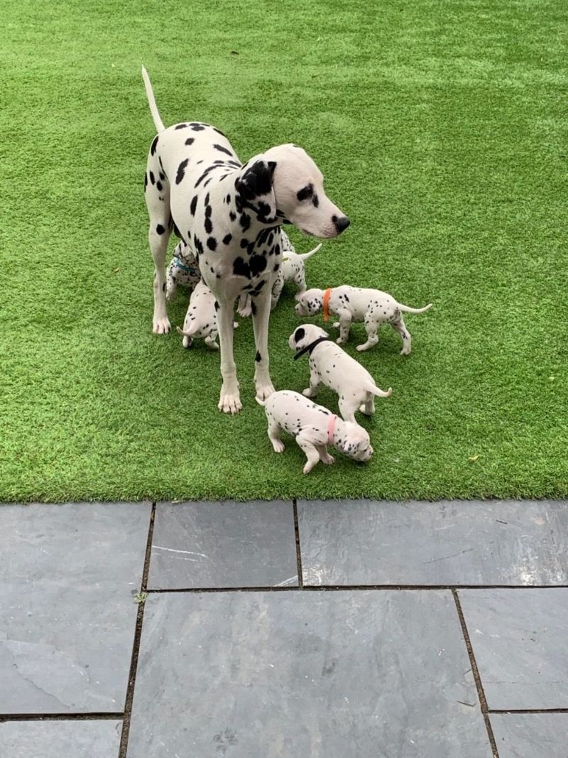 Dalmatian puppies available now.