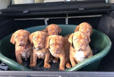 Dogue de Bordeauxa