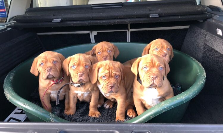 Dogue de Bordeauxa