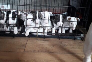 English Bulldogs male puppies for sale