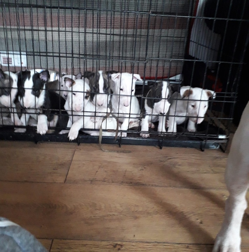 English Bulldogs male puppies for sale