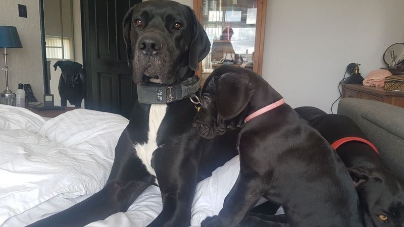 Great Dane puppies for sale. viber (+63 962 673 4626 )
