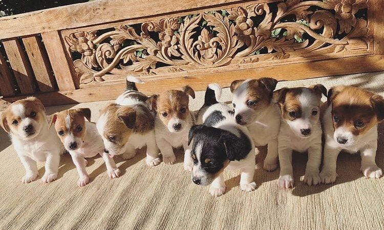 Beautiful Jack Russell puppies,
