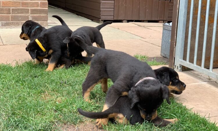 Beautiful Rottweiler Puppies