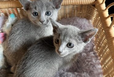 Russian blue kitten available for adoption