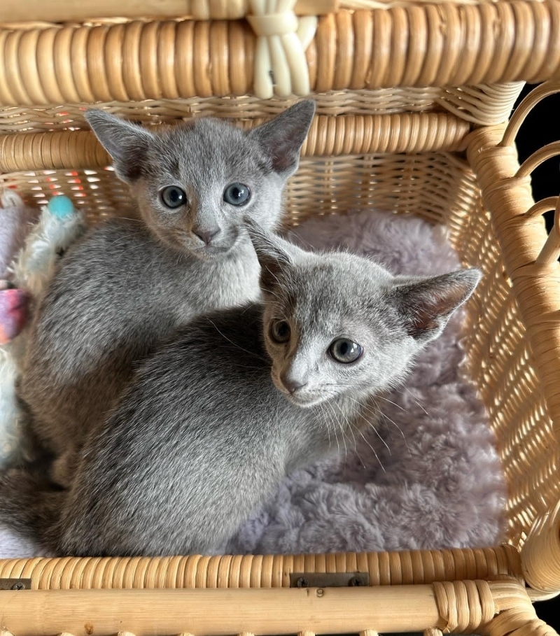 Russian blue kitten available for adoption BentaMan