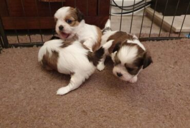 Beautiful Shih Tzu Here we have six beautiful shih tzu puppies,