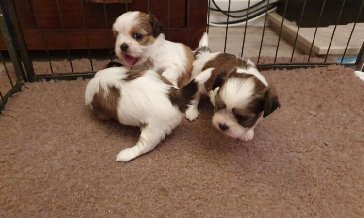 Beautiful Shih Tzu Here we have six beautiful shih tzu puppies,