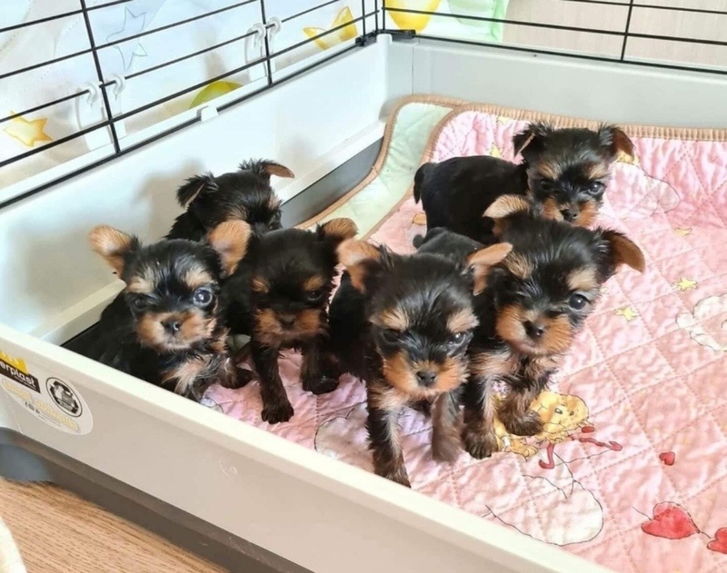 Yorkie puppies for sale viber (+63 962 673 4626 )