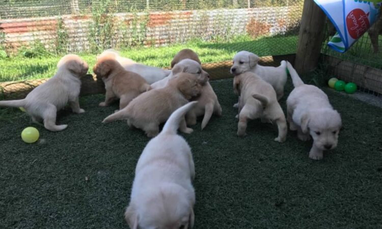 awesome labrador puppies
