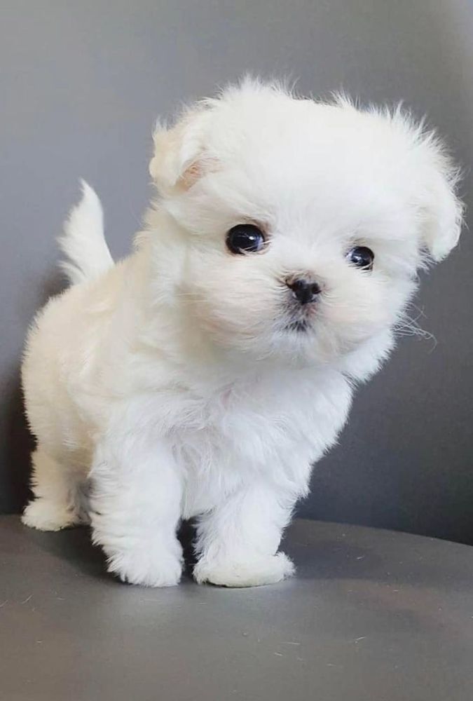 Two Teacup Maltese Puppies Needs a New Family