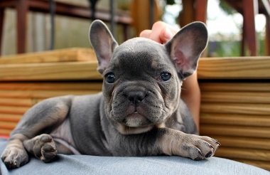 AKC quality French Bulldog Puppy for free adoption!!!