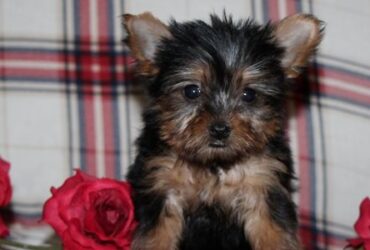 Perfect Male and female Yorkie