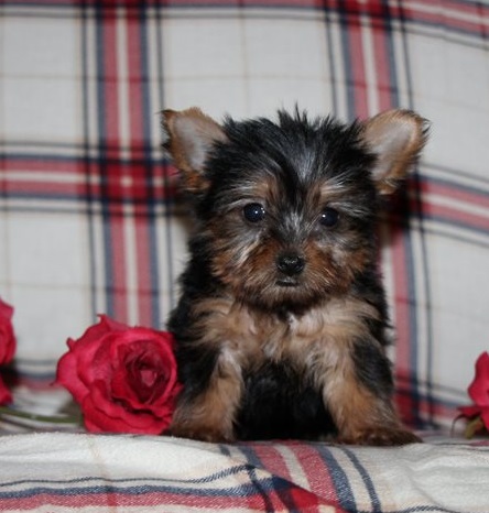 Perfect Male and female Yorkie