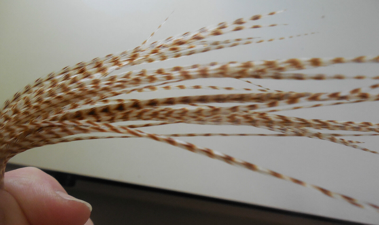 grizzly rooster feathers products for sale Whatsapp : +63-956-394-3169