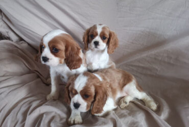 Cute Cavalier King Charles Spaniel Puppies for sale