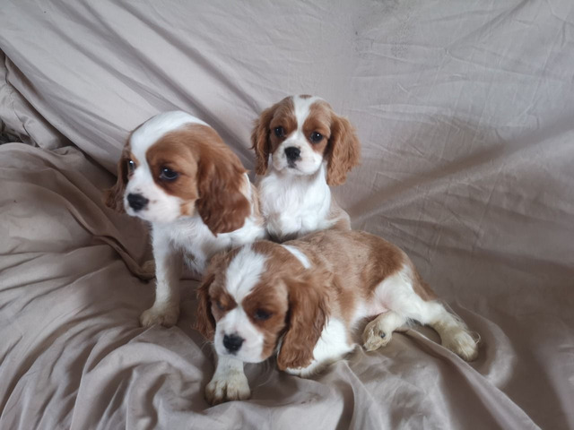 Cute Cavalier King Charles Spaniel Puppies for sale