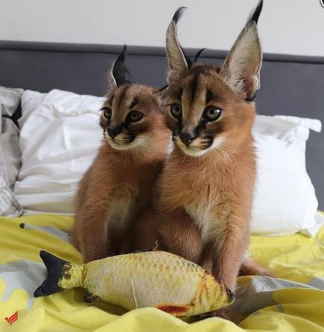 Lovely Caracal Kittens for Sale